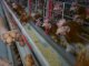 Consumo: los granjeros de pollos y huevos entrerrianos compran mucho más de la mitad de la soja local