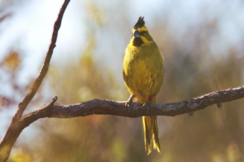 Liberan 23 cardenales amarillos que estaban cautivos en Paranacito