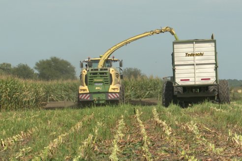 Jornada a Campo de Ensilado de Maiz en El Palenque de Agrofe Campo junto a KWS, Rizobacter y Caproler