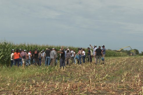 Jornada a Campo de Ensilado de Maiz en El Palenque de Agrofe Campo junto a KWS, Rizobacter y Caproler