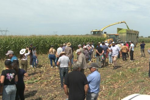 Jornada a Campo de Ensilado de Maiz en El Palenque de Agrofe Campo junto a KWS, Rizobacter y Caproler