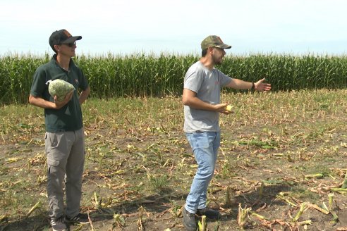 Jornada a Campo de Ensilado de Maiz en El Palenque de Agrofe Campo junto a KWS, Rizobacter y Caproler