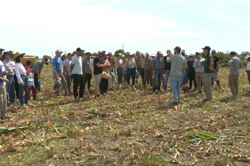 Jornada a Campo de Ensilado de Maiz en El Palenque de Agrofe Campo junto a KWS, Rizobacter y Caproler