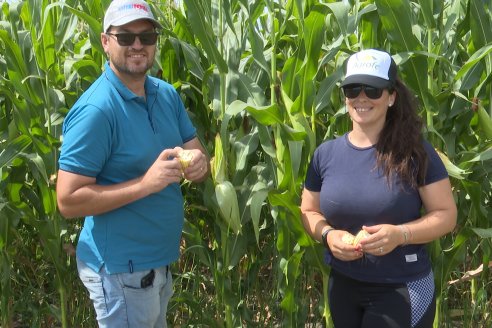 Jornada a Campo de Ensilado de Maiz en El Palenque de Agrofe Campo junto a KWS, Rizobacter y Caproler