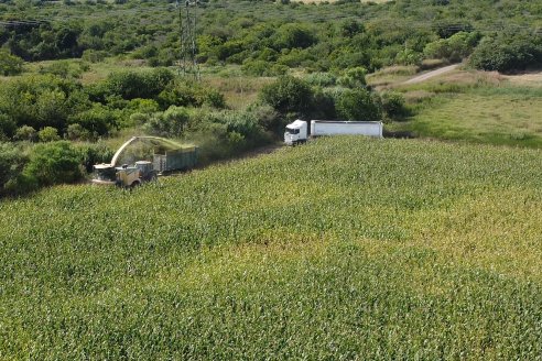 Jornada a Campo de Ensilado de Maiz en El Palenque de Agrofe Campo junto a KWS, Rizobacter y Caproler