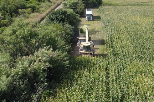 Jornada a Campo de Ensilado de Maiz en El Palenque de Agrofe Campo junto a KWS, Rizobacter y Caproler