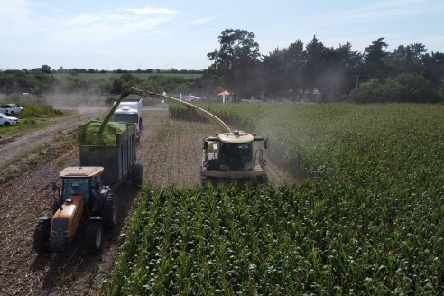 Jornada a Campo de Ensilado de Maiz en El Palenque de Agrofe Campo junto a KWS, Rizobacter y Caproler