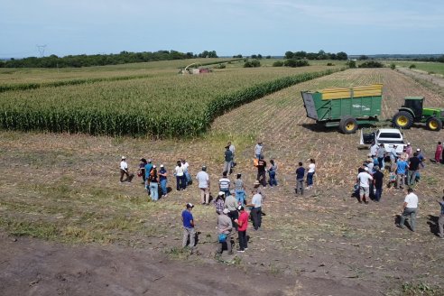 Jornada a Campo de Ensilado de Maiz en El Palenque de Agrofe Campo junto a KWS, Rizobacter y Caproler