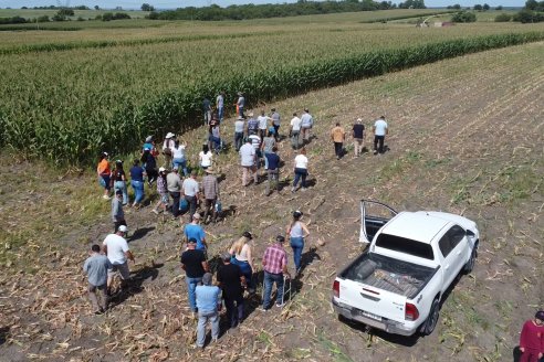 Jornada a Campo de Ensilado de Maiz en El Palenque de Agrofe Campo junto a KWS, Rizobacter y Caproler