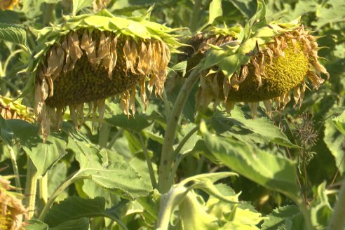 Héctor Tortul - Grupo Bolzán - Girasol en el Departamento Paraná