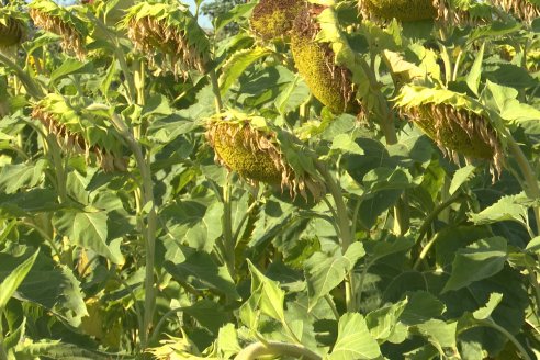 Héctor Tortul - Grupo Bolzán - Girasol en el Departamento Paraná