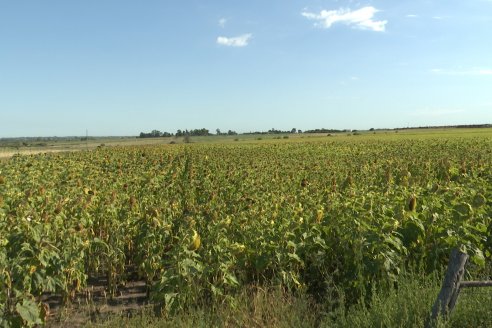 Héctor Tortul - Grupo Bolzán - Girasol en el Departamento Paraná