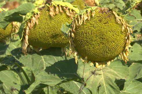 Héctor Tortul - Grupo Bolzán - Girasol en el Departamento Paraná