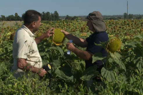 Héctor Tortul - Grupo Bolzán - Girasol en el Departamento Paraná