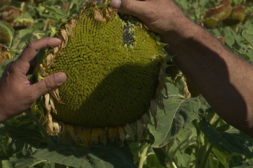 Héctor Tortul - Grupo Bolzán - Girasol en el Departamento Paraná