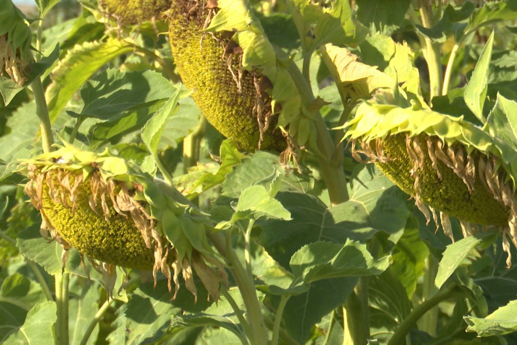 Héctor Tortul - Grupo Bolzán - Girasol en el Departamento Paraná