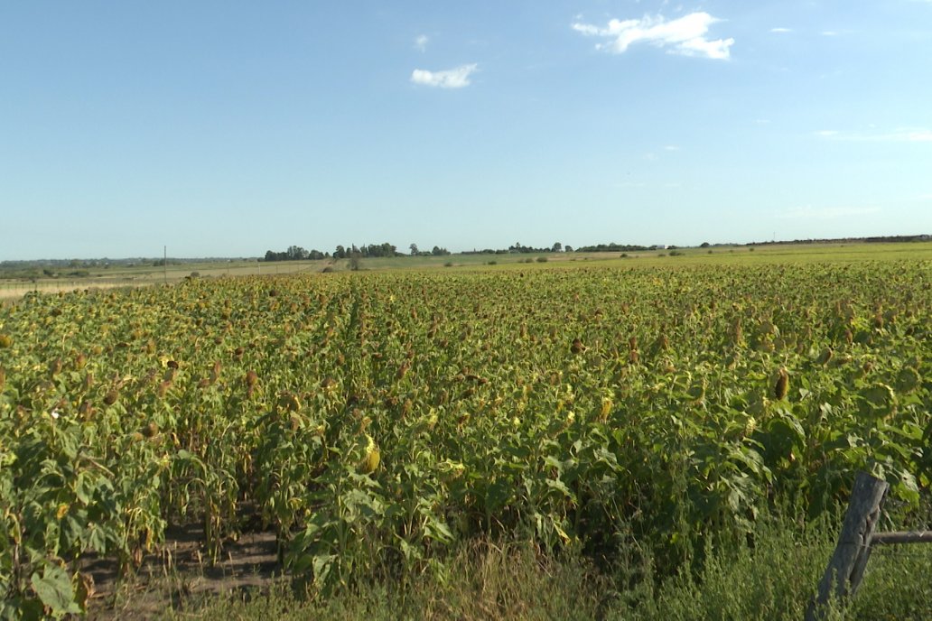 Héctor Tortul - Grupo Bolzán - Girasol en el Departamento Paraná