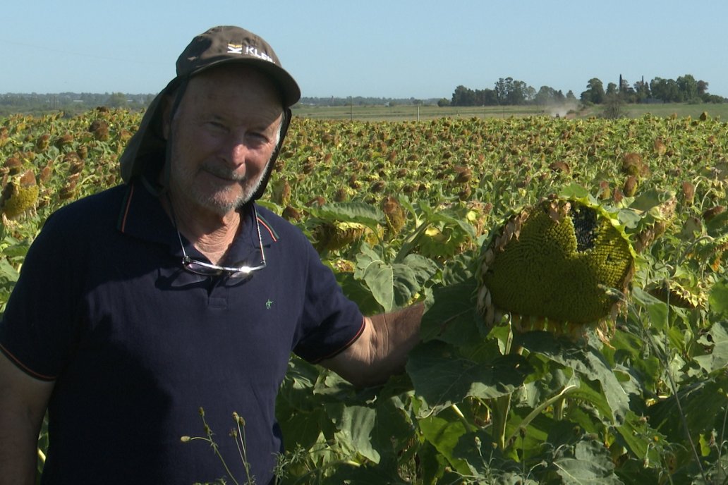 Héctor Tortul - Grupo Bolzán - Girasol en el Departamento Paraná