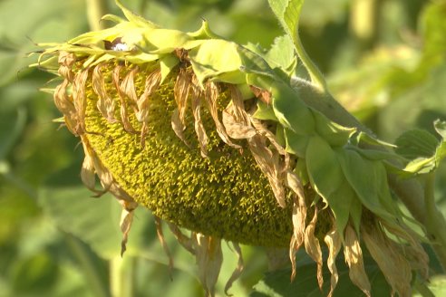 Entre Ríos queda al mando del Remate del Primer Lote de Girasol