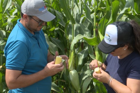 INTA Paraná ya recibe muestras en su nuevo laboratorio creado para detectar ataques de chicharritas