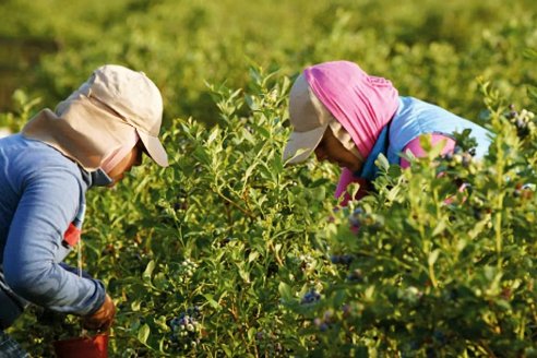 Un millar de trabajadores frutícolas de la provincia reciben ayuda económica