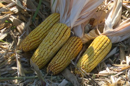 Jornada Tecnica Campo - Ensayos Maices KWS de Dinagro SRL en Aldea Santa Rosa