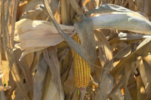 Jornada Tecnica Campo - Ensayos Maices KWS de Dinagro SRL en Aldea Santa Rosa