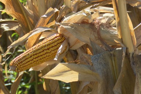 Jornada Tecnica Campo - Ensayos Maices KWS de Dinagro SRL en Aldea Santa Rosa