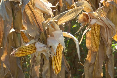 Jornada Tecnica Campo - Ensayos Maices KWS de Dinagro SRL en Aldea Santa Rosa