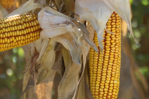 Jornada Tecnica Campo - Ensayos Maices KWS de Dinagro SRL en Aldea Santa Rosa