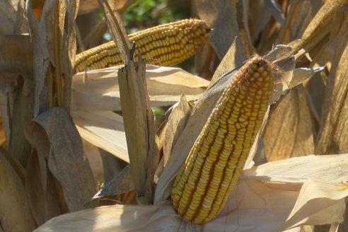 Jornada Tecnica Campo - Ensayos Maices KWS de Dinagro SRL en Aldea Santa Rosa