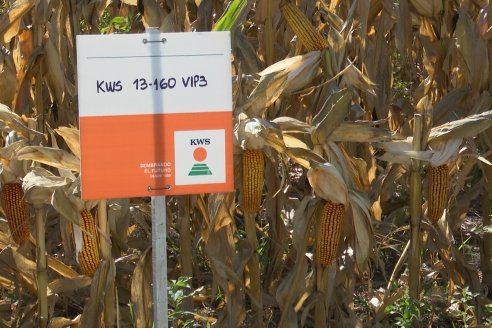 Jornada Tecnica Campo - Ensayos Maices KWS de Dinagro SRL en Aldea Santa Rosa