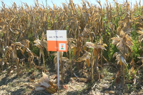 Jornada Tecnica Campo - Ensayos Maices KWS de Dinagro SRL en Aldea Santa Rosa