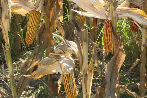 Jornada Tecnica Campo - Ensayos Maices KWS de Dinagro SRL en Aldea Santa Rosa