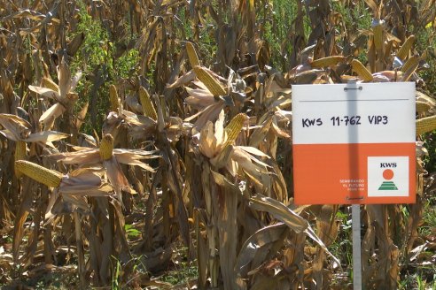 Jornada Tecnica Campo - Ensayos Maices KWS de Dinagro SRL en Aldea Santa Rosa