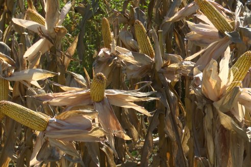 Jornada Tecnica Campo - Ensayos Maices KWS de Dinagro SRL en Aldea Santa Rosa