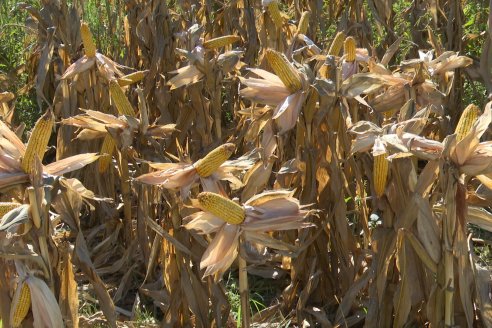 Jornada Tecnica Campo - Ensayos Maices KWS de Dinagro SRL en Aldea Santa Rosa