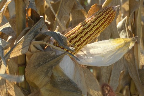 Jornada Tecnica Campo - Ensayos Maices KWS de Dinagro SRL en Aldea Santa Rosa