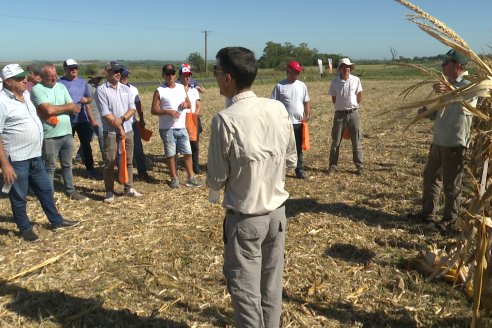 Jornada Tecnica Campo - Ensayos Maices KWS de Dinagro SRL en Aldea Santa Rosa