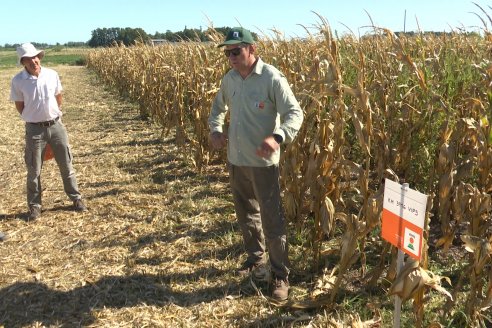 Jornada Tecnica Campo - Ensayos Maices KWS de Dinagro SRL en Aldea Santa Rosa