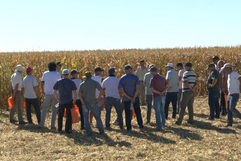 Jornada Tecnica Campo - Ensayos Maices KWS de Dinagro SRL en Aldea Santa Rosa