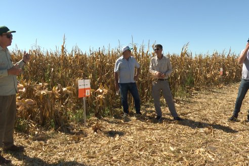 Jornada Tecnica Campo - Ensayos Maices KWS de Dinagro SRL en Aldea Santa Rosa