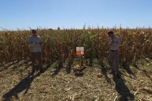 Jornada Tecnica Campo - Ensayos Maices KWS de Dinagro SRL en Aldea Santa Rosa