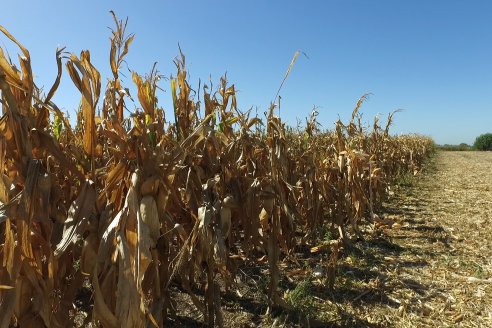 Jornada Tecnica Campo - Ensayos Maices KWS de Dinagro SRL en Aldea Santa Rosa