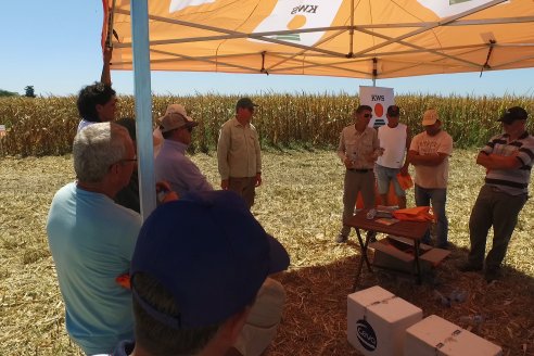 Jornada Tecnica Campo - Ensayos Maices KWS de Dinagro SRL en Aldea Santa Rosa