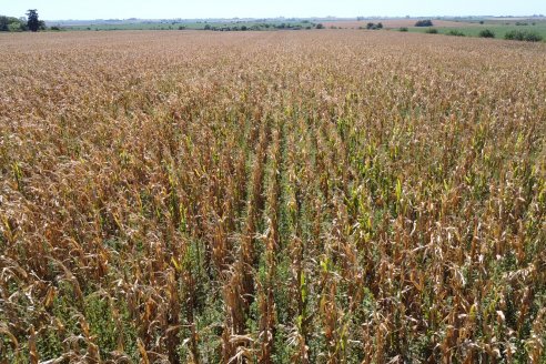 Jornada Tecnica Campo - Ensayos Maices KWS de Dinagro SRL en Aldea Santa Rosa