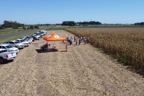 Jornada Tecnica Campo - Ensayos Maices KWS de Dinagro SRL en Aldea Santa Rosa