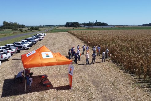 Jornada Tecnica Campo - Ensayos Maices KWS de Dinagro SRL en Aldea Santa Rosa