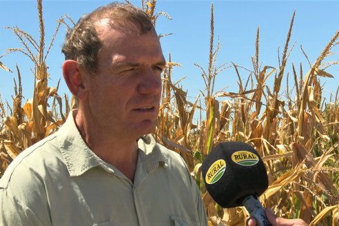 Jornada Tecnica Campo - Ensayos Maices KWS de Dinagro SRL en Aldea Santa Rosa