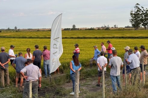 Jornada Arrocera a Campo de Intercambio Técnico